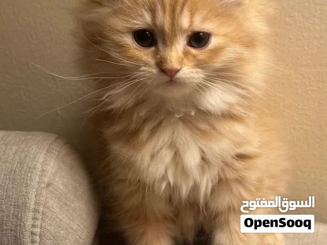 2 shirazi kittens for sale