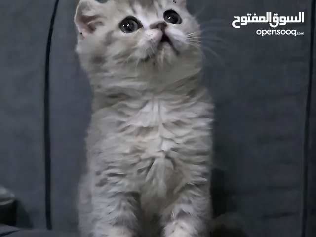 كتن سكوتش فولد عمر شهرين