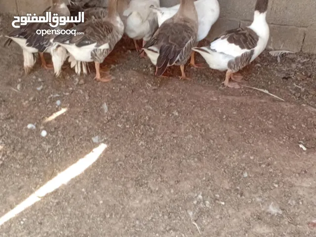 وز مخلط للبيع