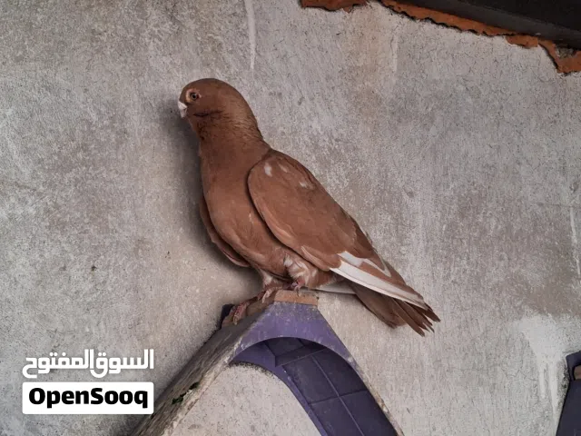 4 طواير مخليف السنه اول خيرهم