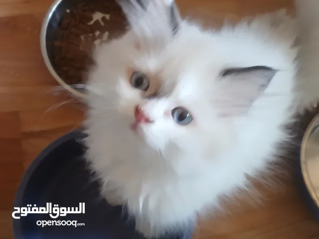 ماشاء الله كيتن راغدول بيور شهرين انثي للبيع