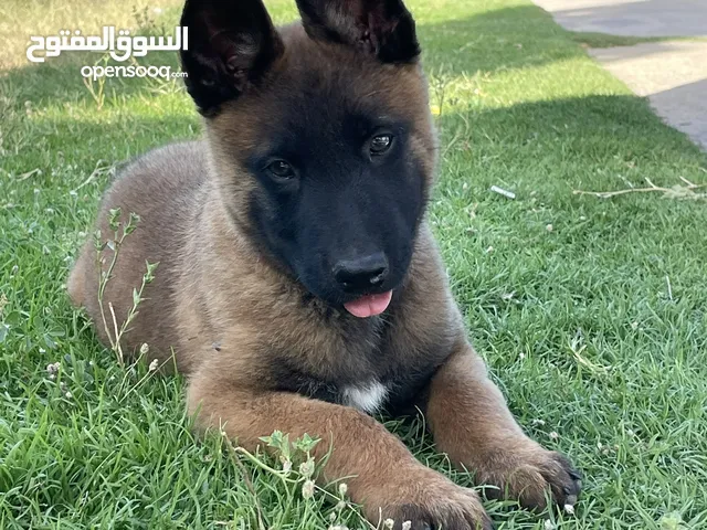 ربي يبارك مالينو دكر