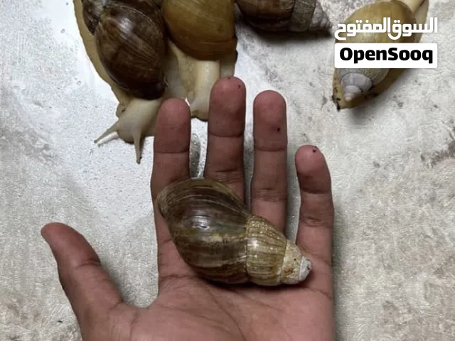حلزون  بصحة جيدة متبقي ثنين