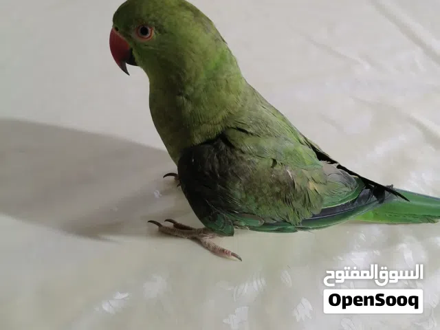 ببغاء دره هندي