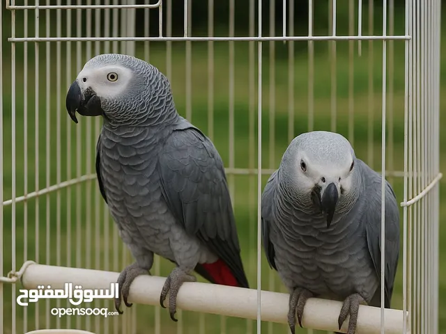كاسكو افريقي African Grey Parrot