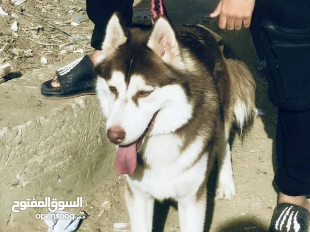 والفي العبي