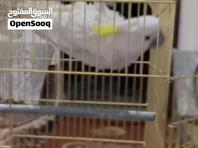 كوكاتو متكلم