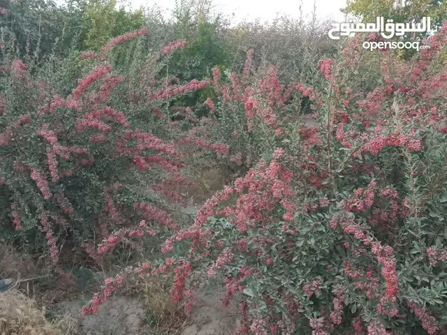 زرشك إيراني 100٪ طبيعي وعضوي