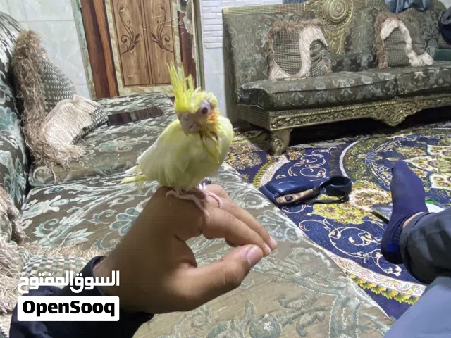 كوكتيل شكري عيون حمر