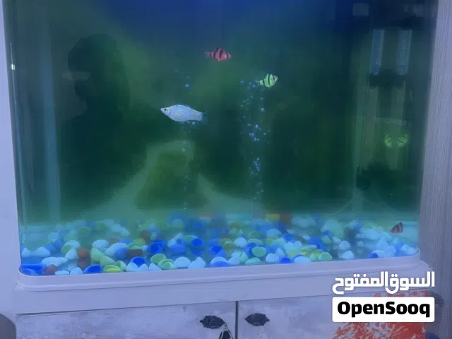 حوض اسماك زينه مستخدم للبيع