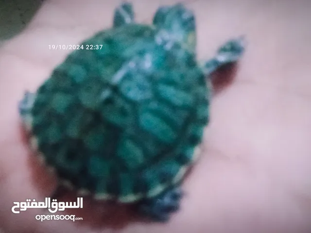 بيع سلحفاه إذن حمراء امزوني
