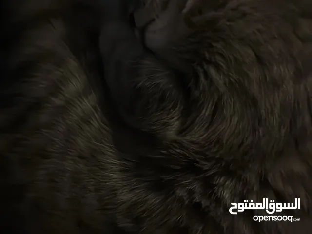 قط مكس سكوتش و بريتش