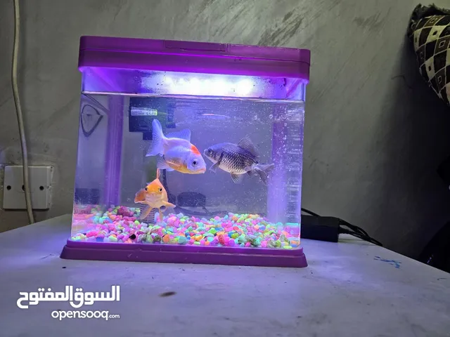 Fish Aquarium Without fishes