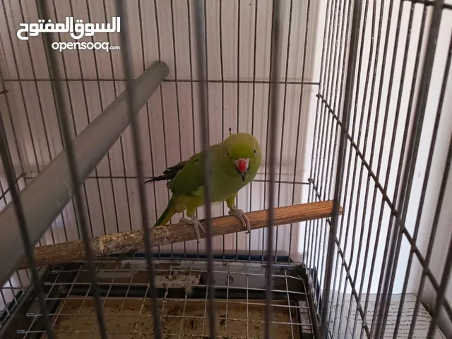 ببغاء درة هندي انثى جاهزة