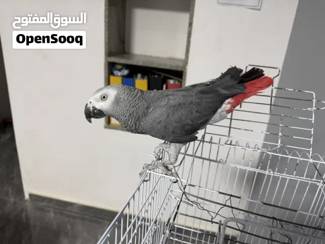 ببغاء زنجباري ماشالله