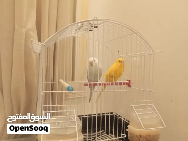 طيور بادجي
