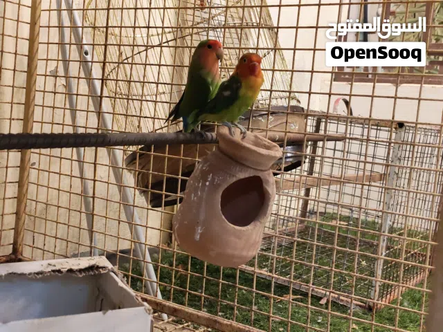 بيع روز وفيشر