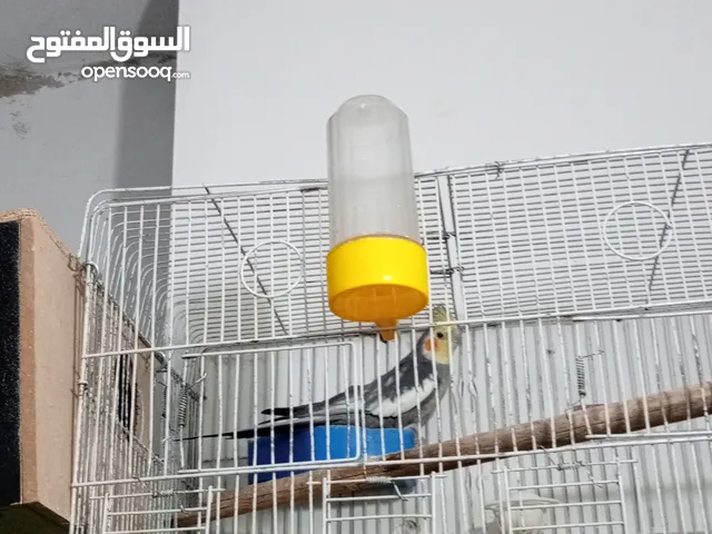 جوزين كوكتيل للبيع