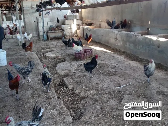 ديوك بلدية ديك بلدي