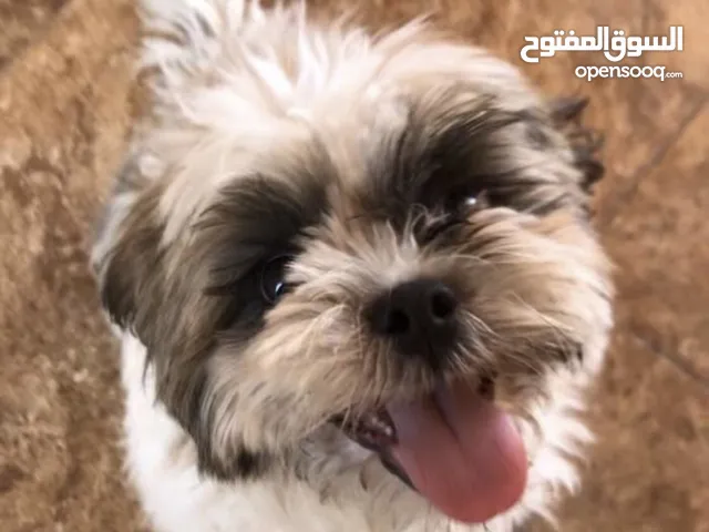 شيتزو العمر 12 شهر