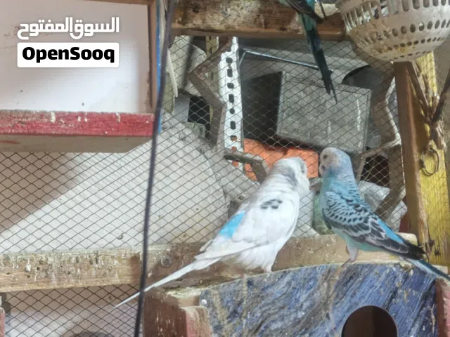 طيور حب للبيع بغدداد