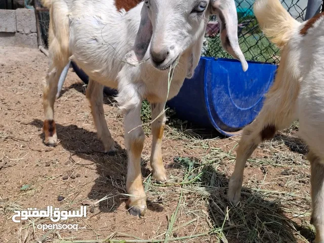 ماعز ومعزه محلى خالى من الأمراض