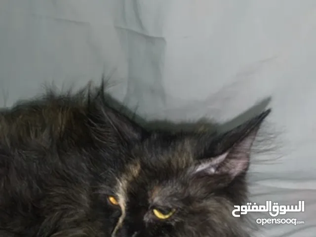 قط شيرازيه