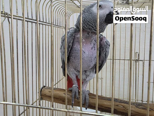 كاسكو هولندي