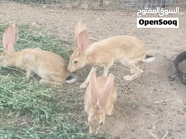 ارانب بريه للبيع