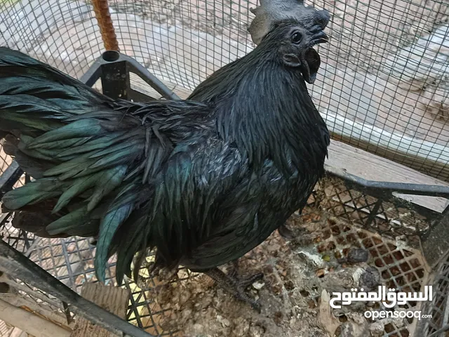 دجاج لامبرقيني