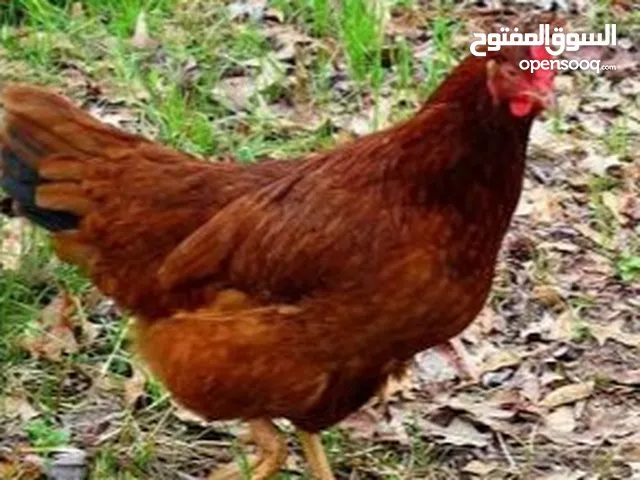 طيور سمان ودجاج رود ايلاند الأحمر الأمريكي