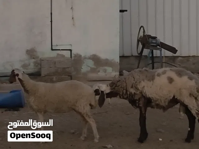 كبش ضخم و احمله بكر نعيمي