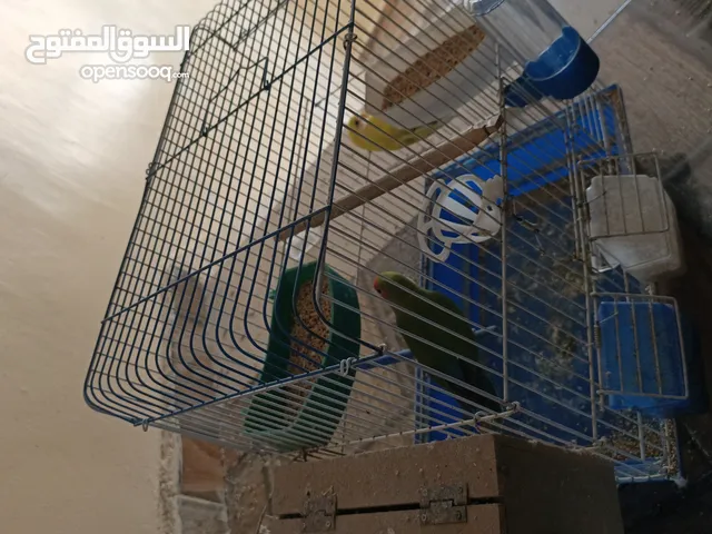 متاح جوز روز شغال اهالي فراخ تحتو 3بيضات  الفحل لاتينو الطيره خضره للبيع بسعر 30د الموقع سحاب العبدل