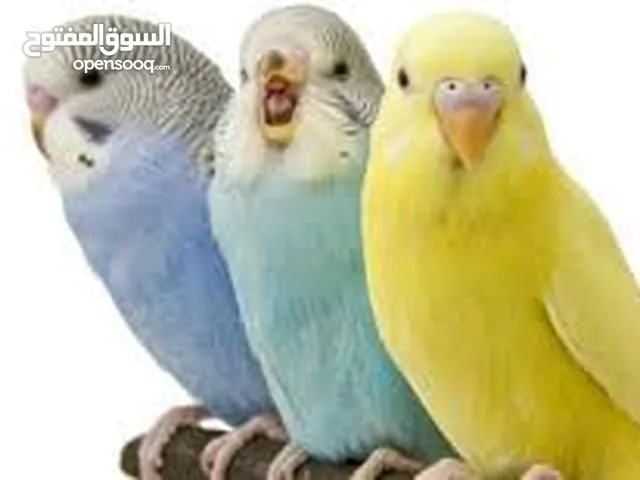 عصافير بادجي استرالي باقل السعار