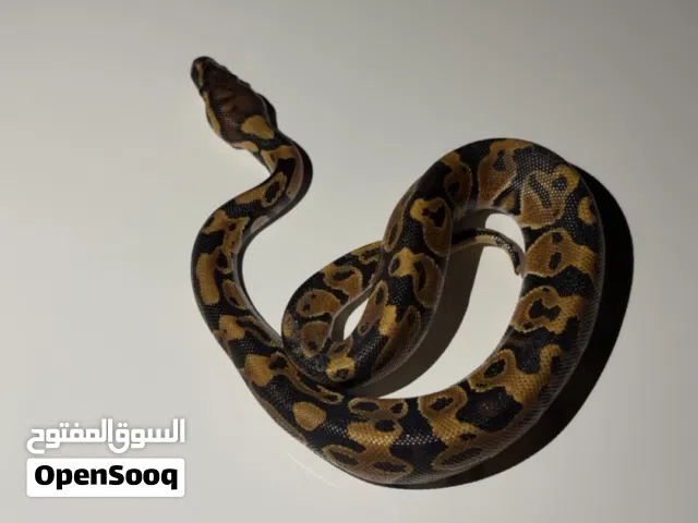 بول بايثون ملكي