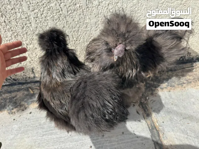 دجاج كوجي سلكي