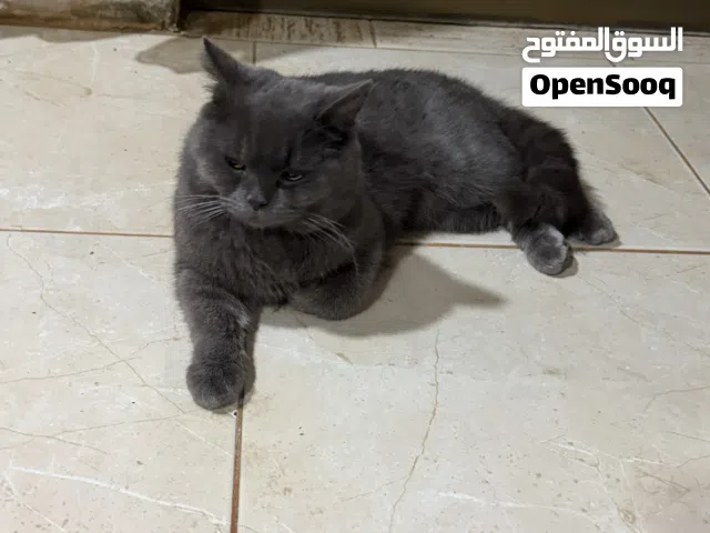 قطط للتبني