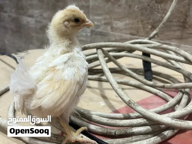 افراخ دجاج ترثه كويتي