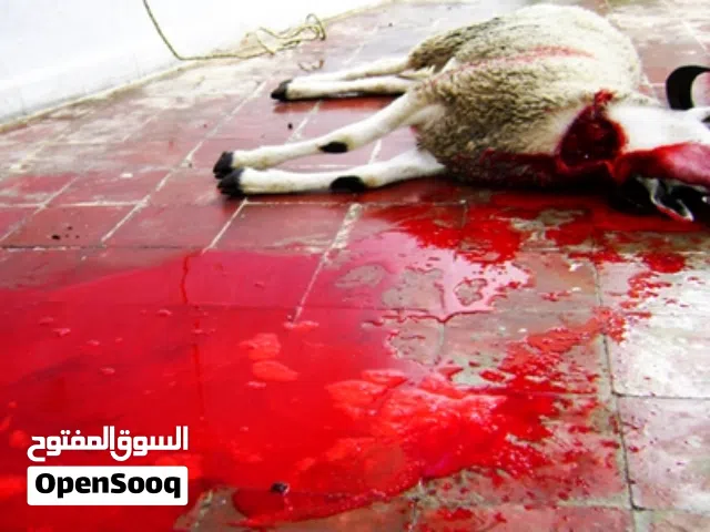 بسم الله جزار ذبح اضاحي لباب بيتك بافضل العدد المانيا وسرعه في في ذبح وسلخ وتقطيع الي يناسبك