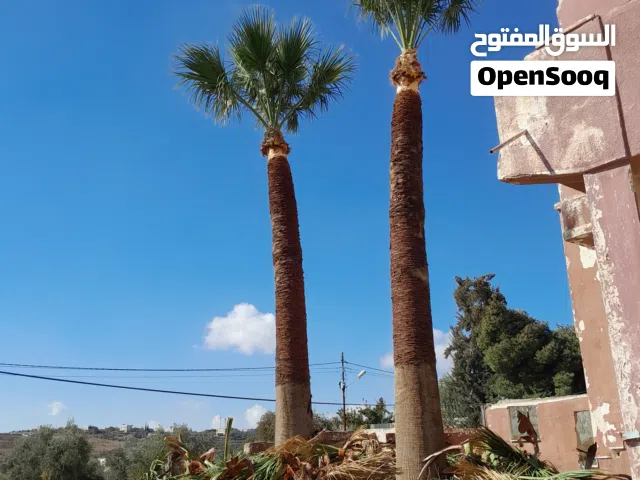 تنظيف نخيل وترتيب اشجار الذينه وقص الحطب اداره هاني المصري ورش البيوت