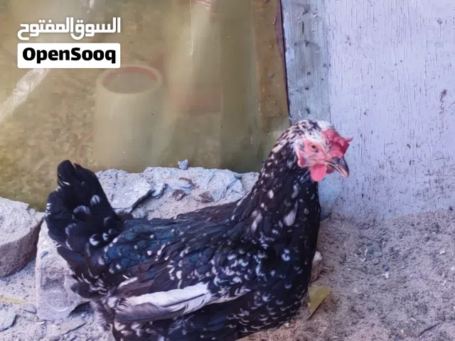 ديج و3 دجاجات عرب انتاج العام للبيع