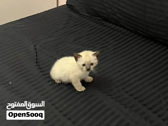 4 قطط سيامي بيور للبيع