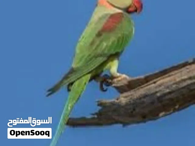 ببغاء ذكر كساندرا جاهز للتزواج سعر عرض خارق حارق متفجر عالطيرة مباشر العرض لمدة 24 ساعة