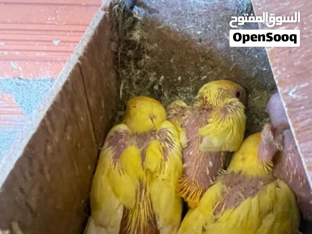 انتاج اورانج اوبلاين لفة تامة