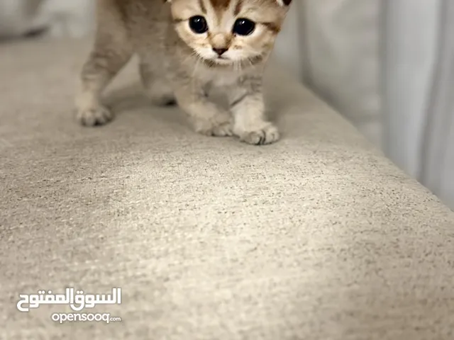 قطه سكوتش فولد