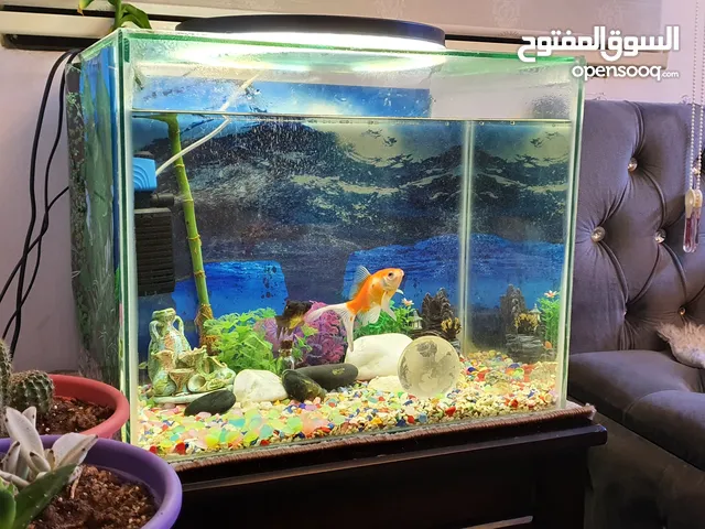حوض سمك مع كافة المستلزمات