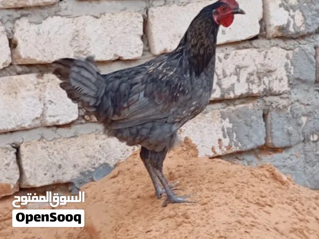 3 فراريج ربي يبارك  أقرأ الوصف