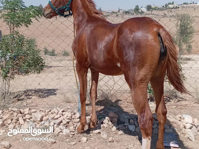 مهرة للبيع