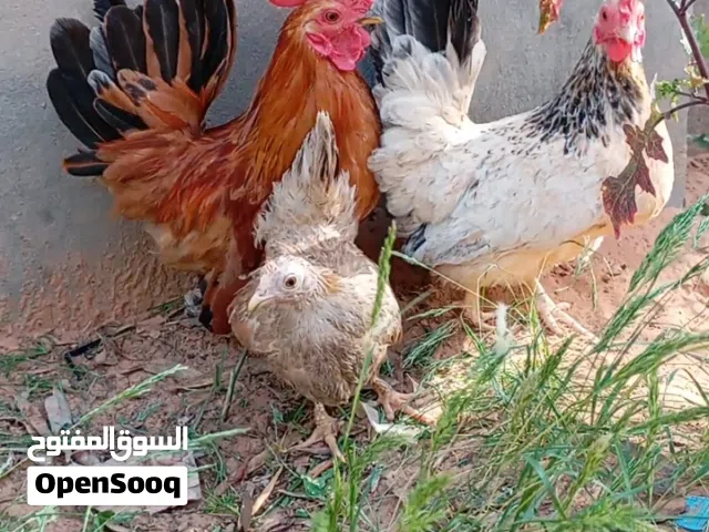 دحي دجاج زينه تكيني مخصب