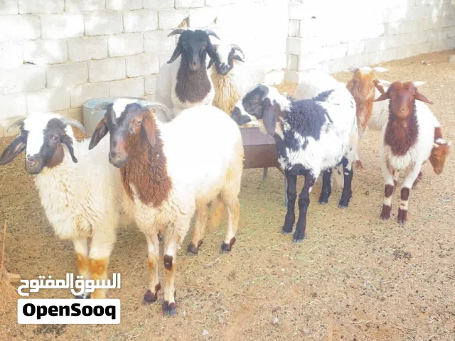 السلام عليكم